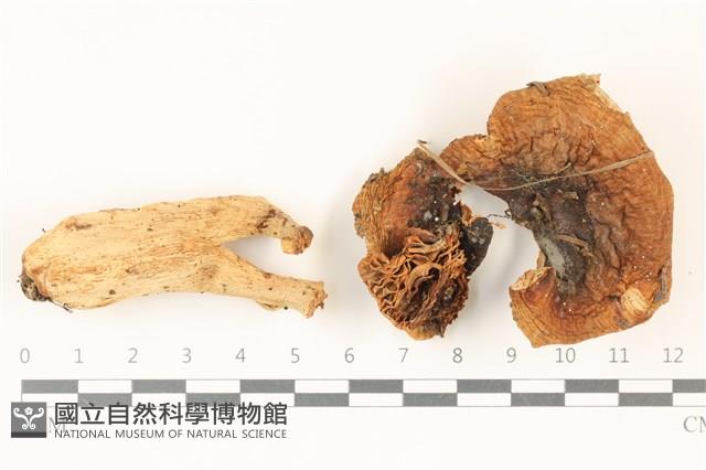 紅菇屬藏品圖，第1張