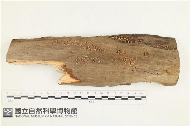 登錄號:F0038203藏品圖，第1張