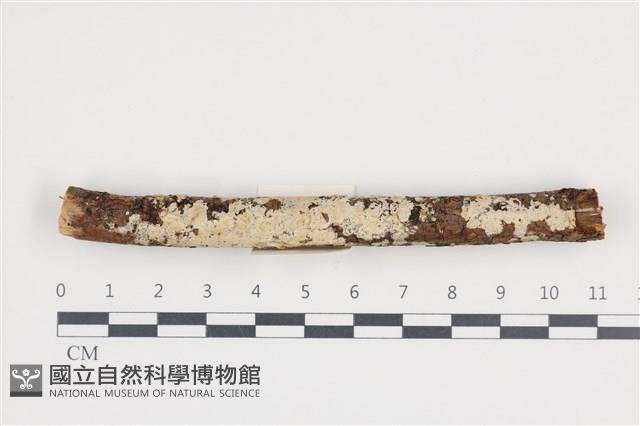 登錄號:F0036203藏品圖，第1張