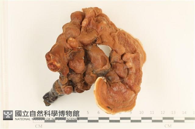 登錄號:F0037203藏品圖，第1張