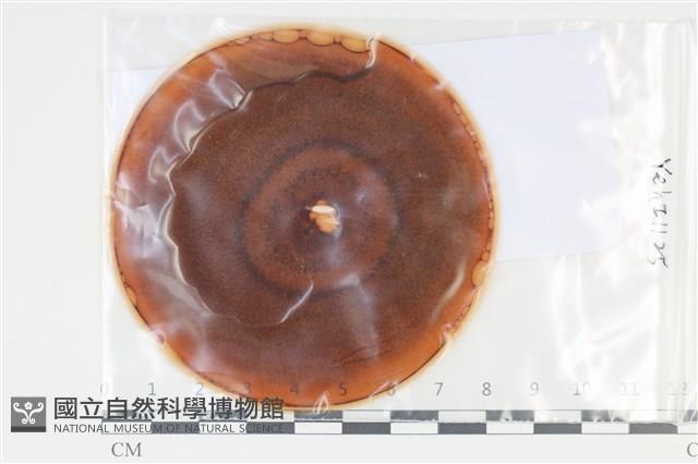 登錄號:F0035203藏品圖，第1張