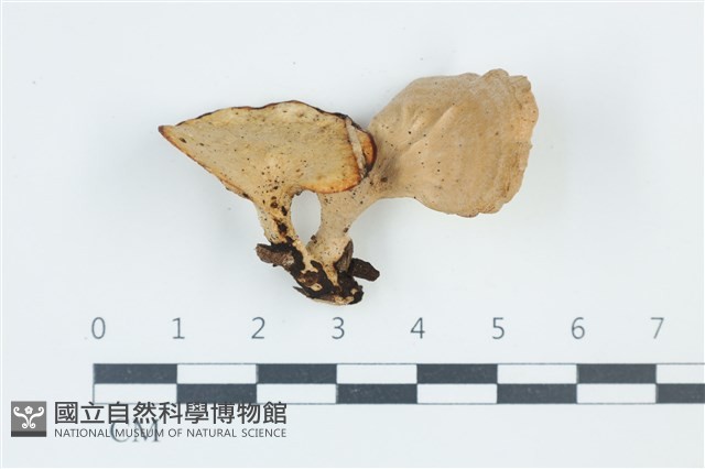 多孔菌屬藏品圖，第1張