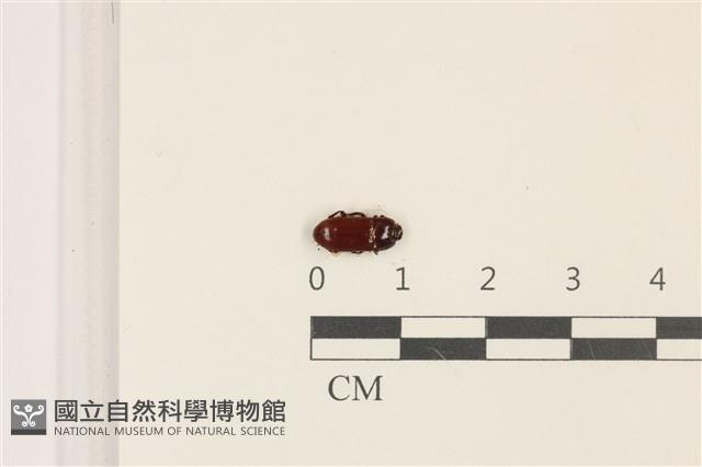 登錄號:F0036803藏品圖，第1張