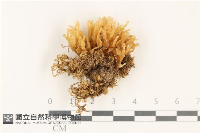 登錄號:F0037803藏品圖，第1張