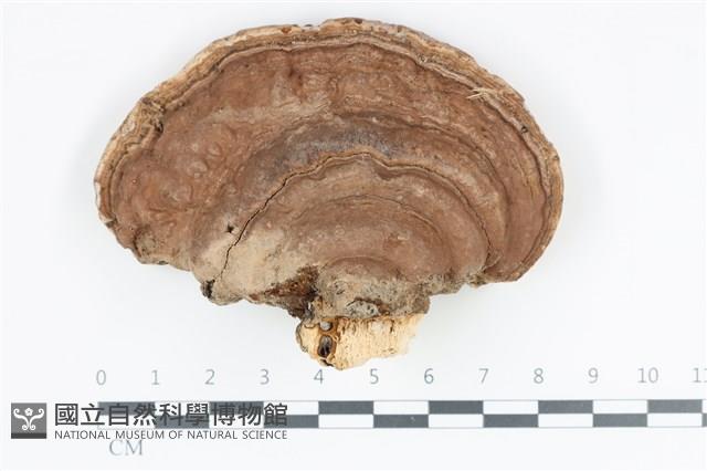 登錄號:F0035803藏品圖，第1張
