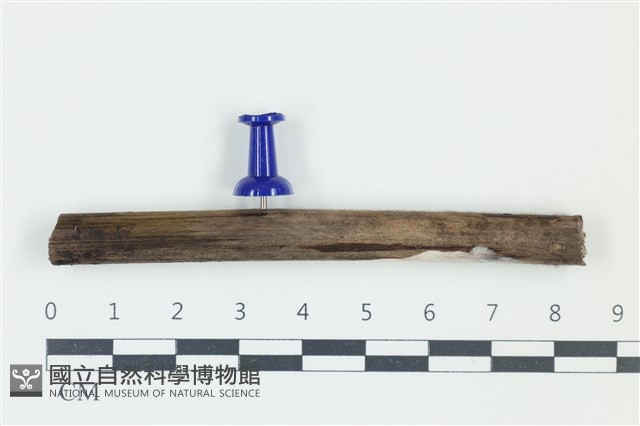 登錄號:F0038903藏品圖，第1張