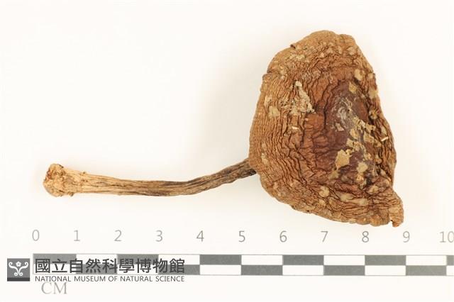 登錄號:F0036903藏品圖，第1張
