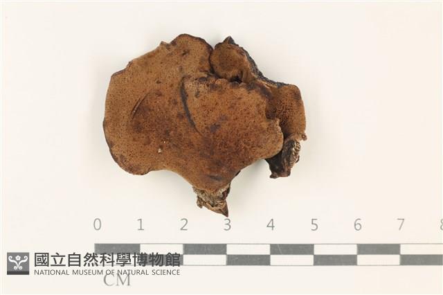 登錄號:F0037903藏品圖，第1張