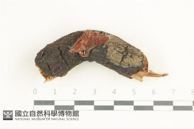 登錄號:F0038603藏品圖，第1張