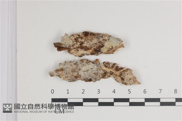 登錄號:F0035603藏品圖，第1張
