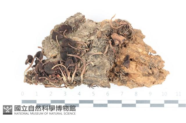 登錄號:F0036403藏品圖，第1張