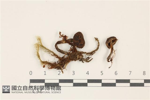 登錄號:F0037403藏品圖，第1張