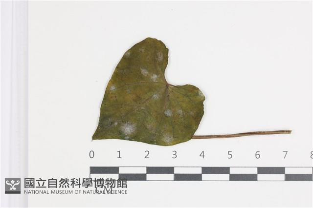 登錄號:F0035403藏品圖，第1張