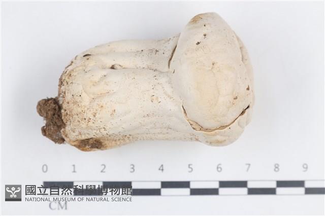 登錄號:F0038703藏品圖，第1張