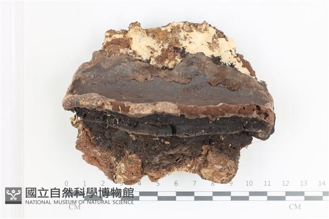 登錄號:F0036703藏品圖，第1張