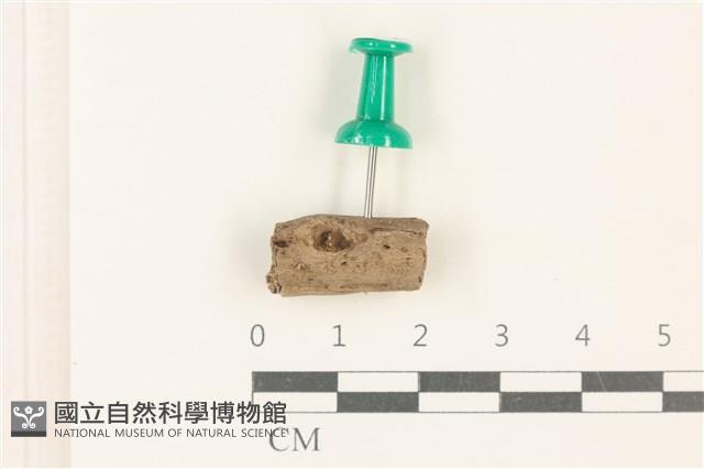 登錄號:F0037703藏品圖，第1張