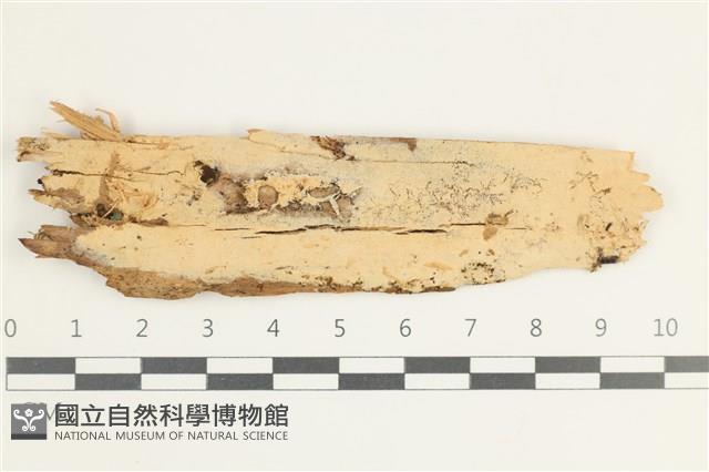 木齒菌屬藏品圖，第1張