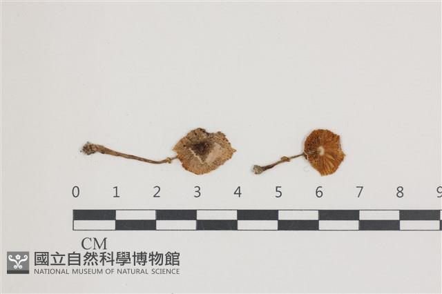 登錄號:F0036503藏品圖，第1張