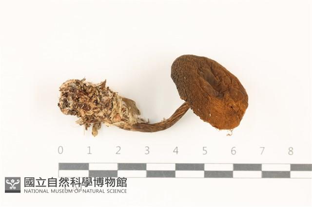 登錄號:F0037503藏品圖，第1張