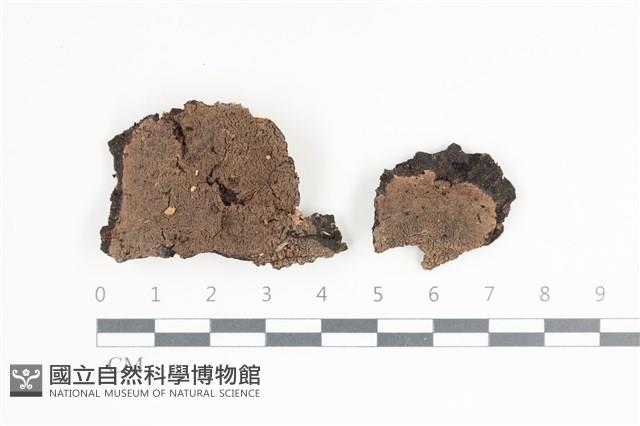 射脈菌屬藏品圖，第1張