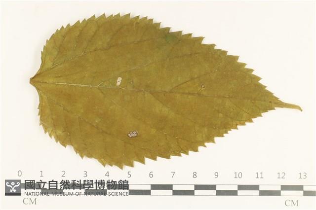登錄號:F0038103藏品圖，第1張