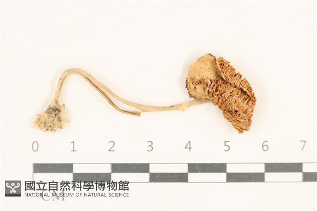 登錄號:F0037103藏品圖，第1張