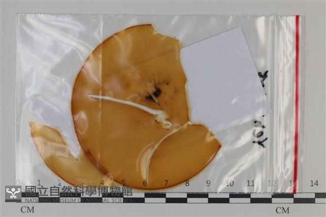 登錄號:F0035103藏品圖，第1張