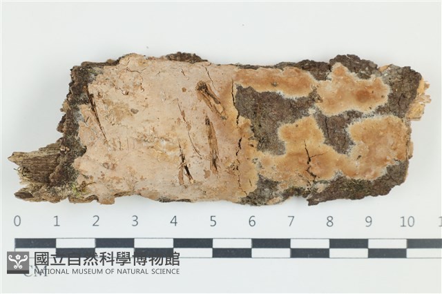 登錄號:F0039103藏品圖，第1張