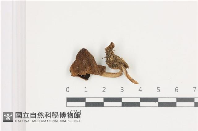 煙管菌藏品圖，第1張