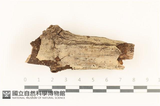 登錄號:F0019003藏品圖，第1張