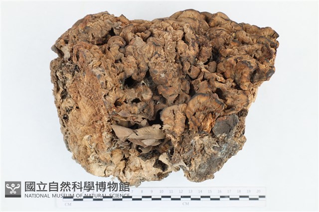 花狀肉齒菌藏品圖，第1張
