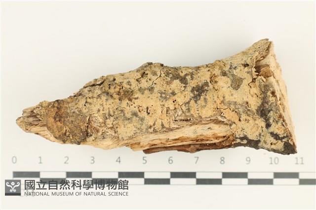 登錄號:F0038303藏品圖，第1張