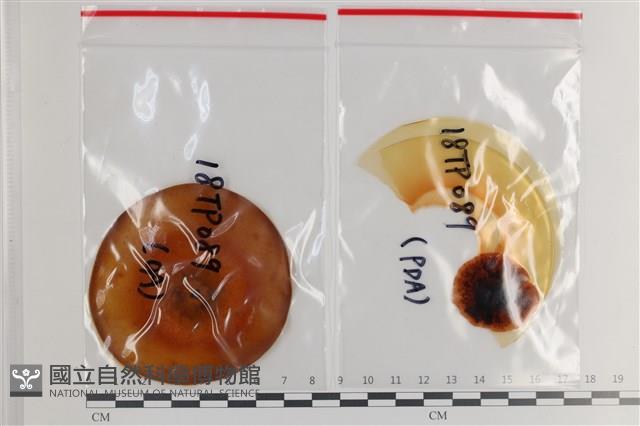 登錄號:F0036303藏品圖，第1張