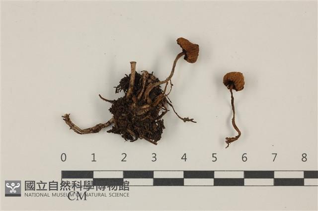 登錄號:F0037303藏品圖，第1張