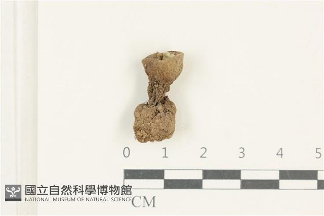 登錄號:F0038213藏品圖，第1張