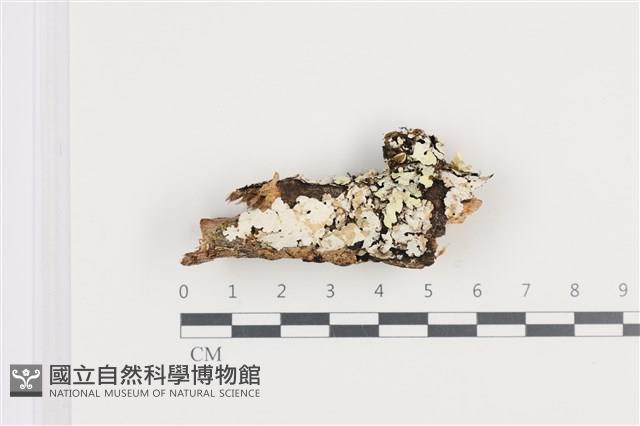 刺皮菌屬藏品圖，第1張