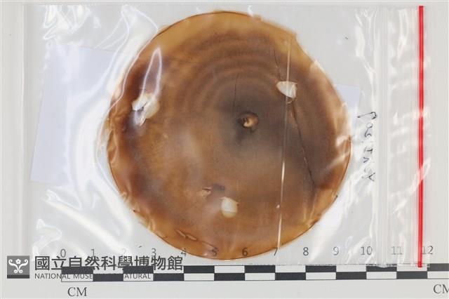 登錄號:F0035213藏品圖，第1張