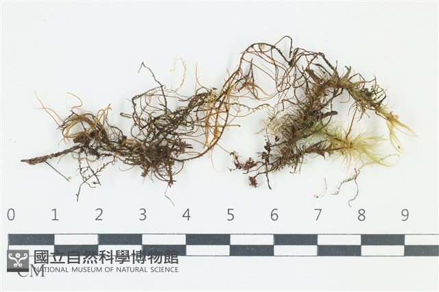 登錄號:F0039213藏品圖，第1張