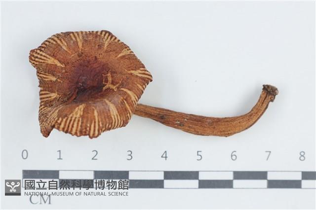 登錄號:F0038813藏品圖，第1張