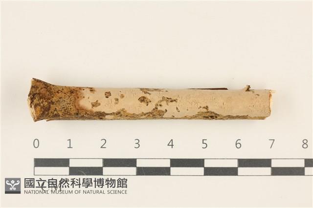 登錄號:F0036813藏品圖，第1張