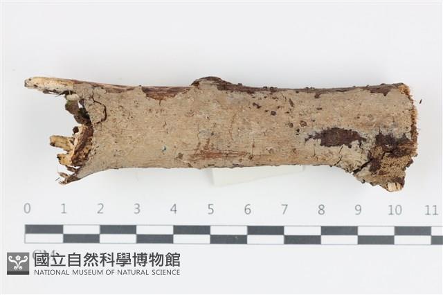 刺皮菌屬藏品圖，第1張