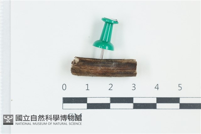 登錄號:F0038913藏品圖，第1張
