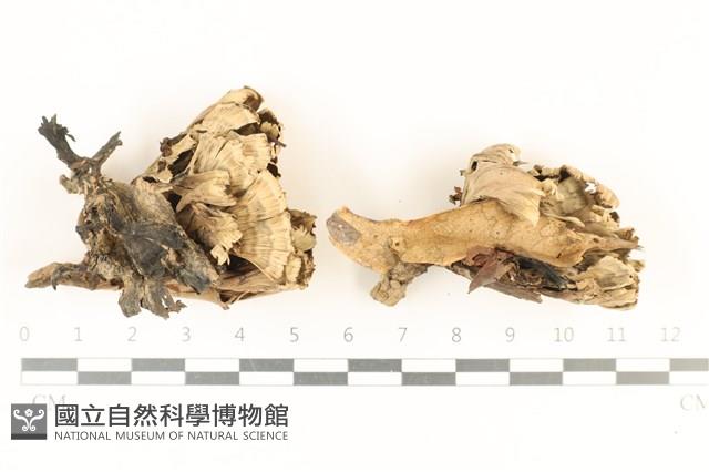棕色革菌藏品圖，第1張