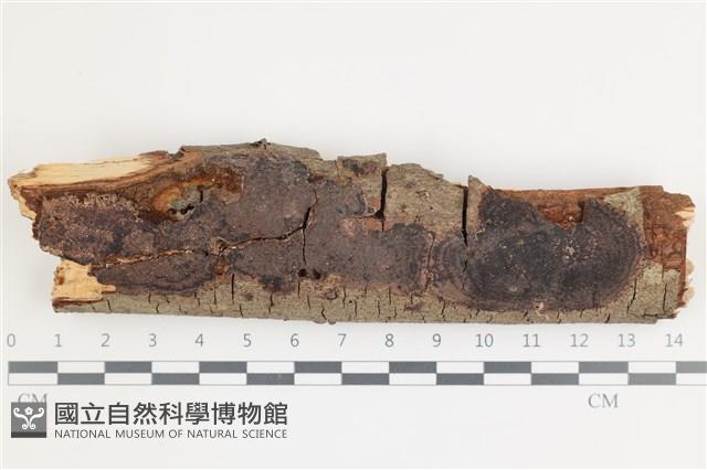 登錄號:F0035913藏品圖，第1張