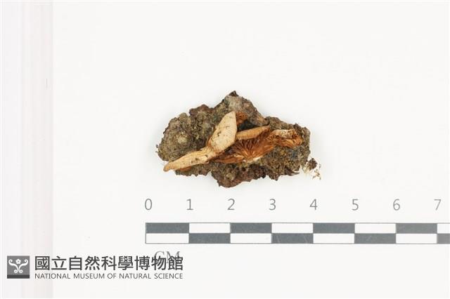 登錄號:F0036613藏品圖，第1張