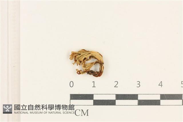 登錄號:F0037613藏品圖，第1張