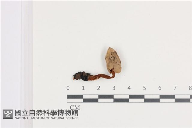 登錄號:F0036413藏品圖，第1張