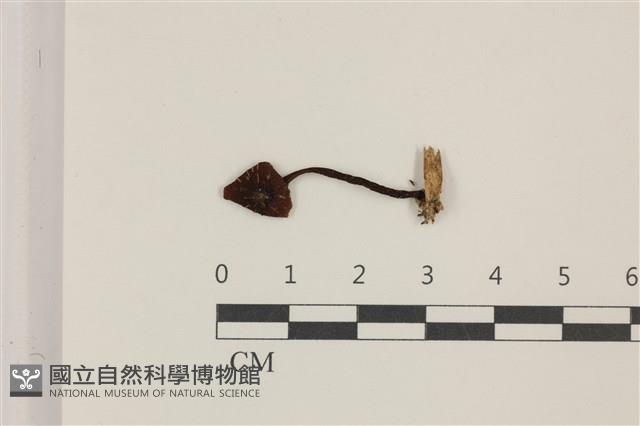 登錄號:F0037413藏品圖，第1張