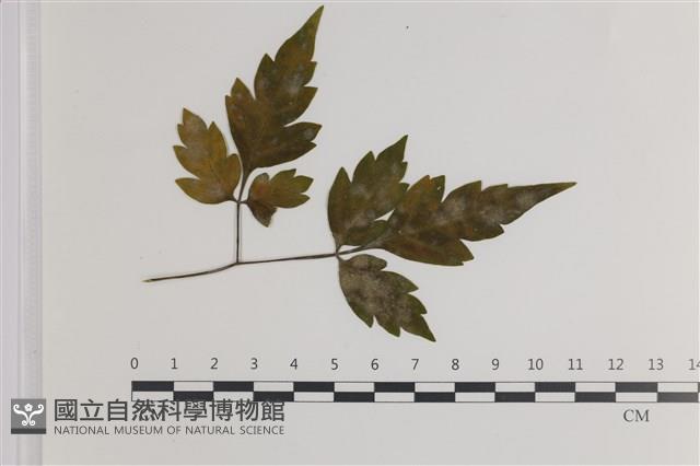登錄號:F0035413藏品圖，第1張