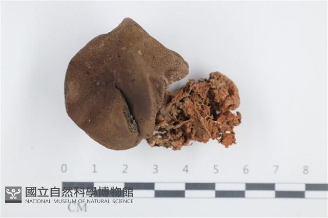 登錄號:F0038713藏品圖，第1張